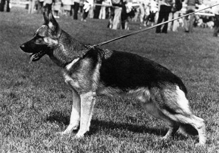 V Jeal von der Wienerau