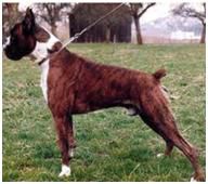 Däny von der Goldquelle