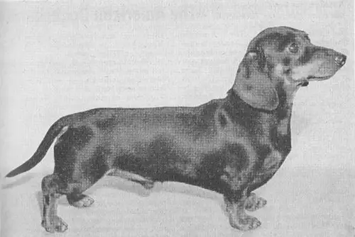 AM. CH. Garner's Wee Hans- M