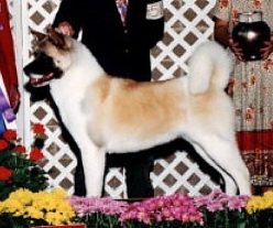 AKC CH Northstar's Shanghai Express