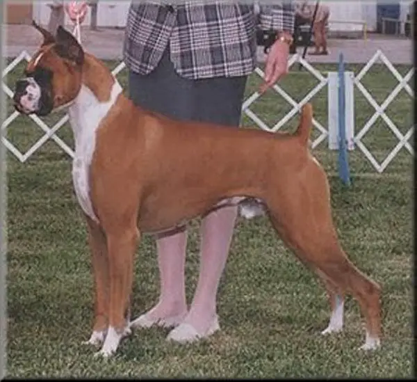 CH Schoolmaster's Easter Noah