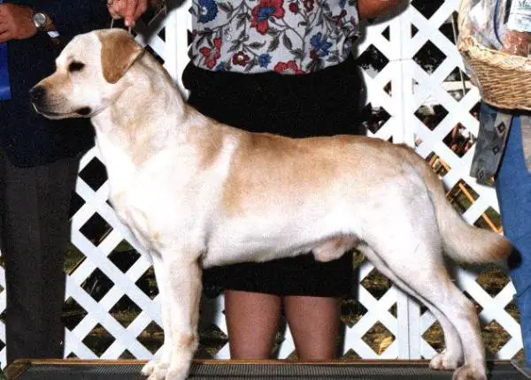 AM/CAN Ch Blue Knights Classic Genesis