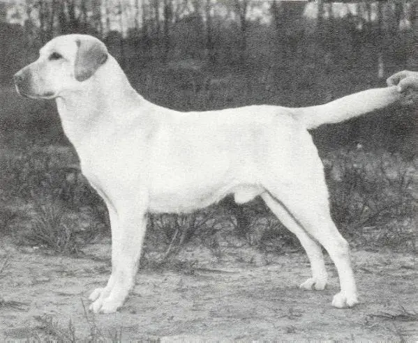 CH (AKC) Shamrock Acres Donnybrook