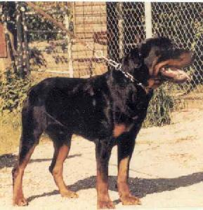 BS WS Int. Ch. Karol Von Wellesweiler