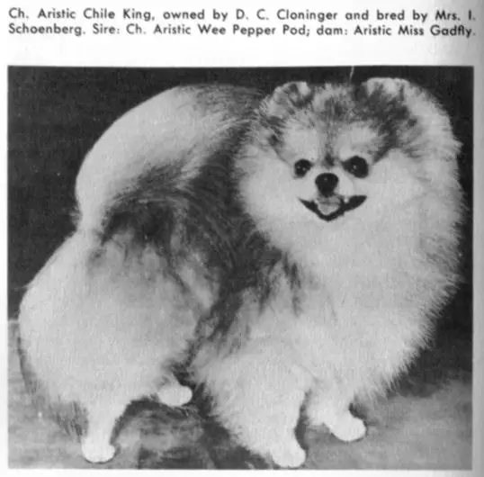 CH Aristic Chile King