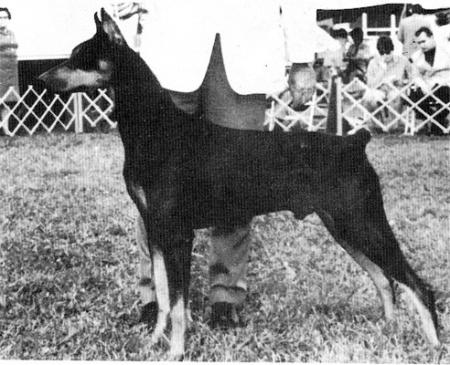 BIS CH. AM. CH. Tedell Eleventh Hour