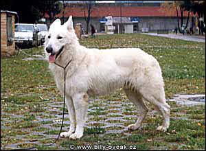 CZCH,SKCH,HRCH Cevil of Majestics