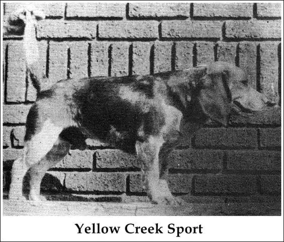 CH Yellow Creek Sport