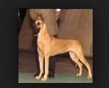 USCH CACH Sasdania's Caribbean Queen