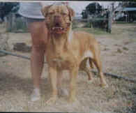 CH Zacharias Of Integritas