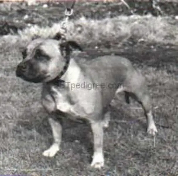 CH JW Ashstock Red Buttons