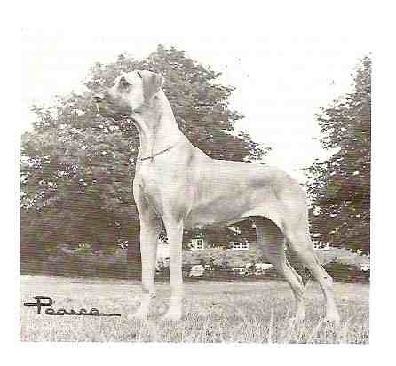 CH Dicarl the Lioness of Jafrak