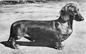 AM CH Bencelia's Native Dancer