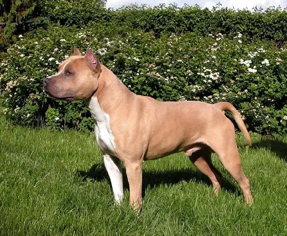 MULTI CH Royal Court's White Rock Double D