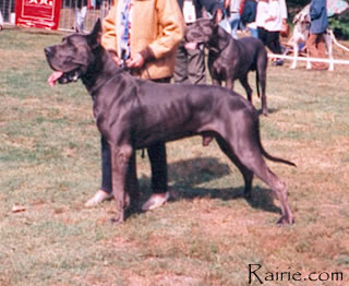 CH FRANCE 97 Le Monarque des Terres de la Rairie