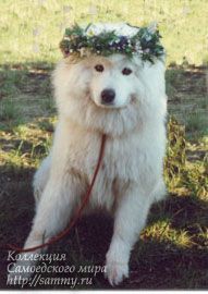 Elliance Yesterday Dream