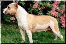 CH Pacific Northern Spitfire