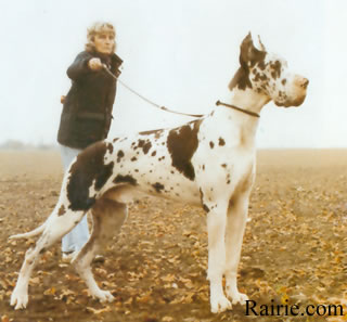 WS 85, Gmy, Int & Dutch Ch Viktor Imperial