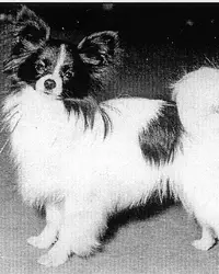 Eng. Ch. Fraserdene Lorenz