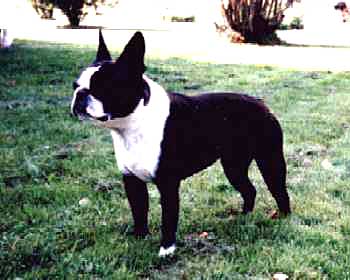 INTUCH SUCH NUCH Chandi