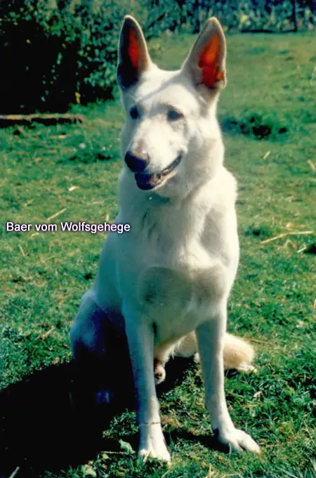Baer vom Wolfsgehege