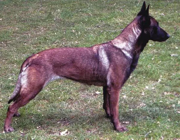 Spike (2003) NHSB  2468524