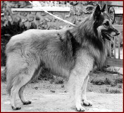 R.E., CAC, CACIB Milko du Parc de l'Hay