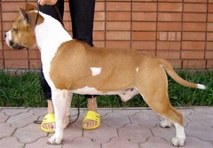 CH Irgen Gold TJ For Gang-Staff