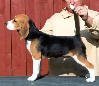 Daragoj Another Fantasy