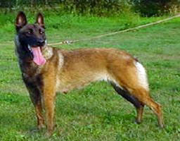 Bora-Furij le Serviteur Puissant