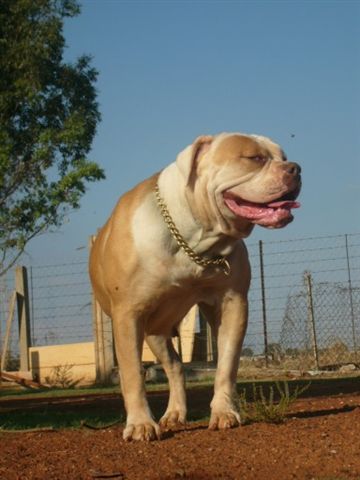 Bullslayer's Red Bull