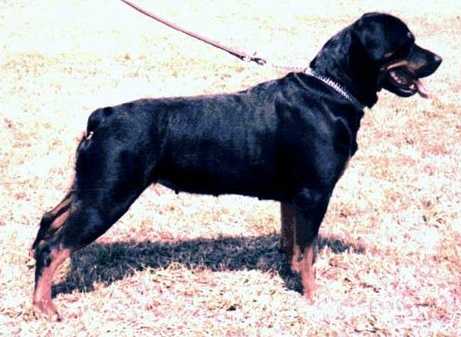 INT CH, HUNCH, HUNKS Grand King Arabona