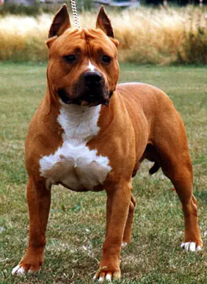 W.W.91 INT.CH.LUX.CH Sindelar's Fred