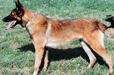 Eagles des Loups Mutins