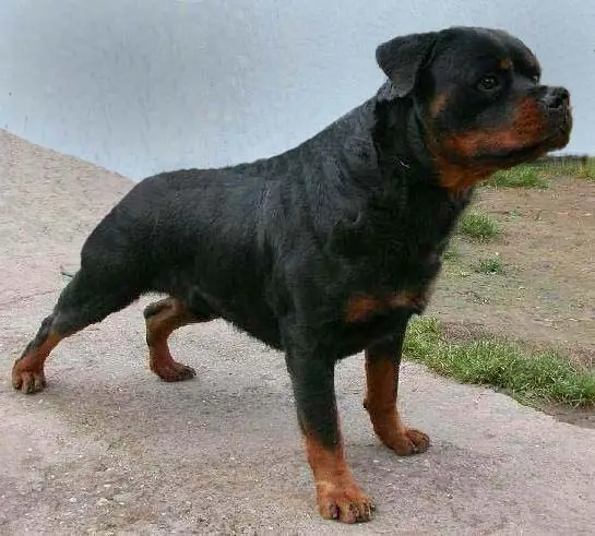 BALKAN SIEGER V CAC Graf earl antonius