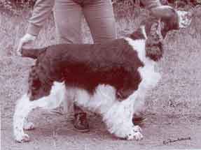 SH CH Moorcliff Kalico