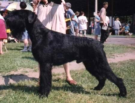 RUS CH Stablemaster`S Sir Arthur