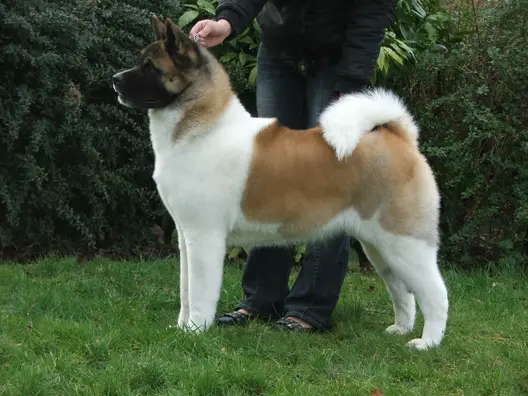 Ruthdales The Gatecrasher At Oteresu