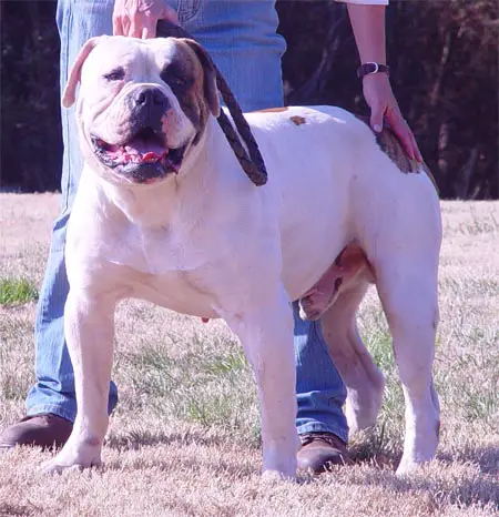 Johnson's Machine Goliath of Brame (Weaver's)