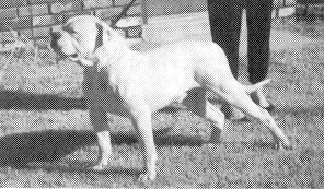 Blackwell's Indomitable Snowman