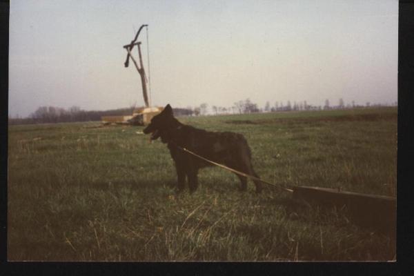 Berény-Gyöngye Ibolya Cuki