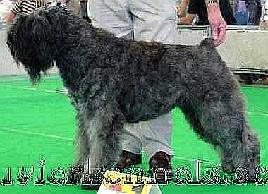 Winnie Gina v.d. Vanenblikhoeve