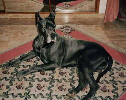 CH Dex von Waterloo