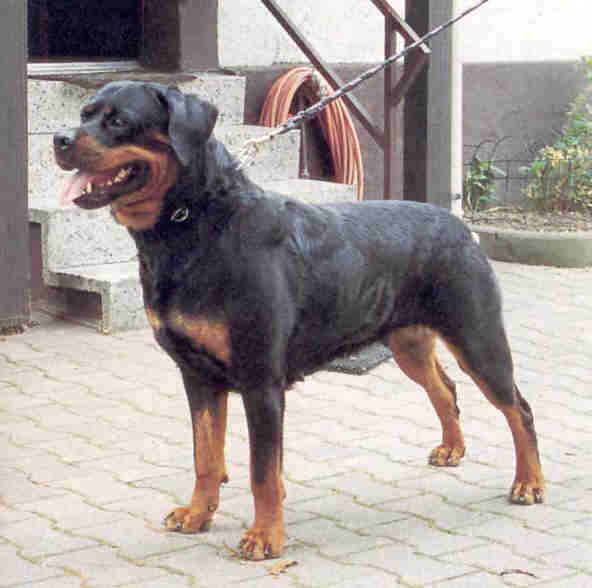 Sina von Bickesheim