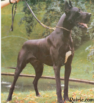 Willowrun's Bocor von der Schlehhecke