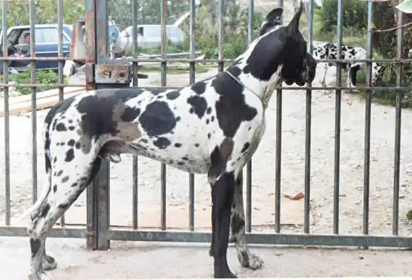 Errol Vom Mediterranee