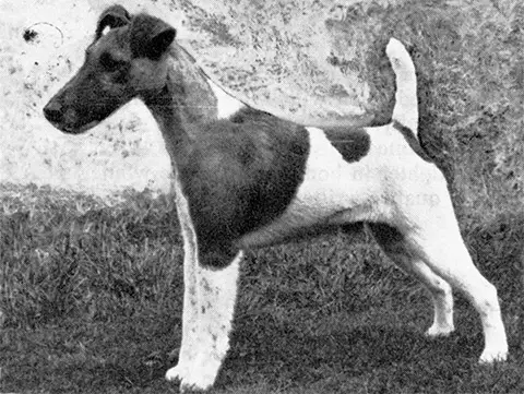 ENG CH Ellastone Firecrest