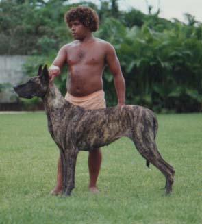 Somerdanes So Emotional