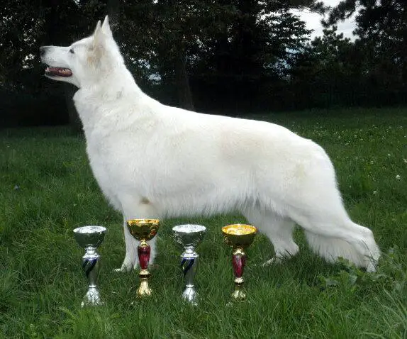 EURO WINNER,MULTI CH Ulma Fliegeland