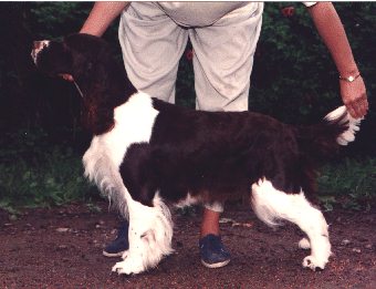 NU CH Nobhill Scarlet O'Hara